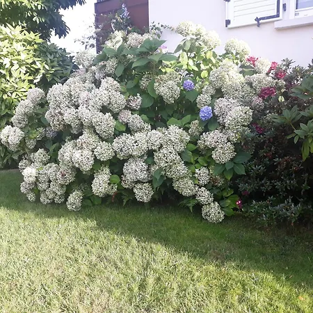 Les Hortensias * Andolsheim